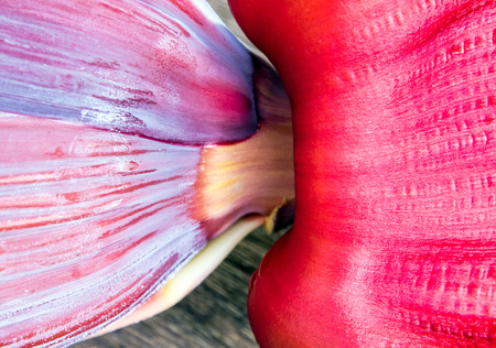 Texture and vivid color of Silver bluggoe banana blossomの写真素材