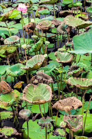Fresh leaves and wilted leaves in the lotus farm fieldの写真素材