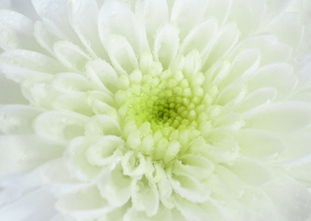 Water drop on white chrysanthemum flower shallow depth of fieldの写真素材