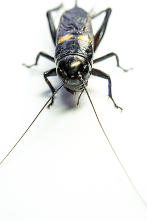 Common black cricket Gryllus bimaculatus degeer, isolated insect on white backgroundの写真素材