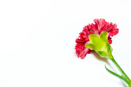 Realistic vivid red carnation  (Dianthus caryophyllus) blooming flower isolated on white backgroundの写真素材