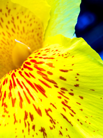 Fresh flower red spots on bright yellow petals, Vivid color and fragile petal of Canna indica,...