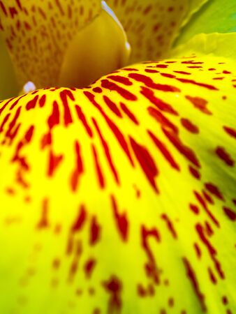 Fresh flower red spots on bright yellow petals, Vivid color and fragile petal of Canna indica, Tropical plantの写真素材