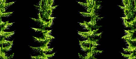 Detail of freshness the new bouquet Bamyard grass on black backgroudの写真素材