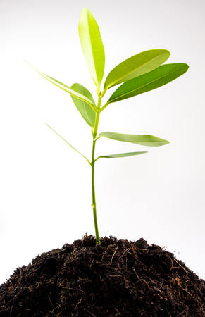 Freshness green leaves of Alexandrian laurel young plant sapling in black soilの写真素材