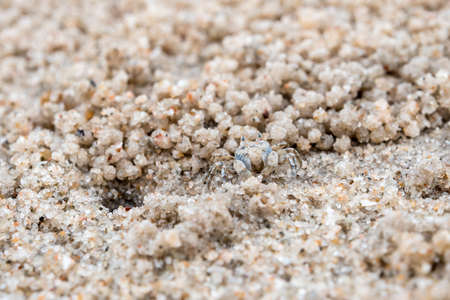 Small crab eating on sand, Close to their holes on the beachの写真素材