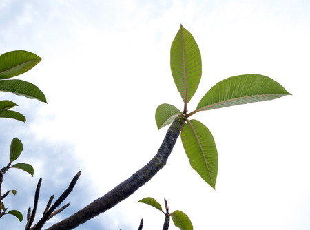 Leaves and branch of Plumeria beside the beachの写真素材