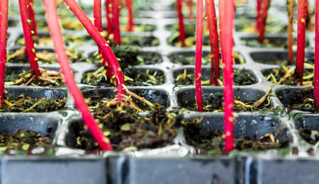 Red trunk of marigold seedling grow in plastic seedling trayの写真素材