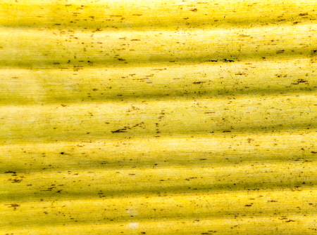 Surface texture of banana yellow leaves, Old leaves of banana treeの写真素材