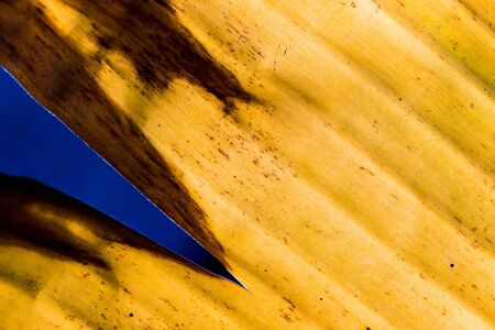 Surface texture of banana yellow leaf, Old leaf of banana treeの写真素材