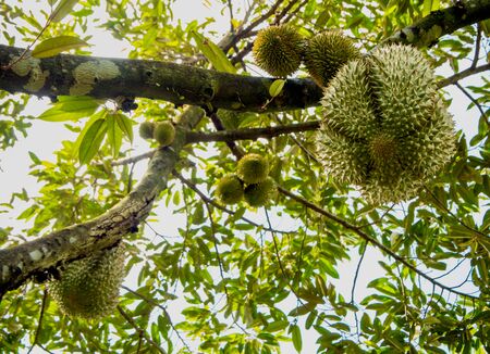 Big durian on the tree orchardの写真素材