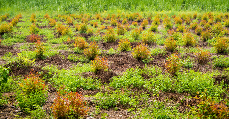 Row of Growth Eucalyptus tree in the plantation
