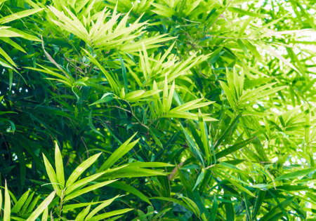 Vivid green color of bamboo leaves / green backgroundの写真素材