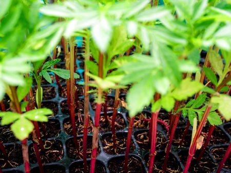 Red trunk of marigold seedling grow in plastic seedling trayの写真素材