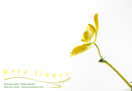 Yellow flower of small caltrops weed, isolated flower on white backgroundの写真素材