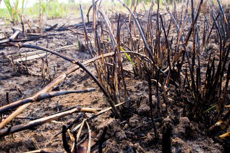 The black scorch of the grass was burn with fire to eliminate in the sugarcane plantation areaの写真素材