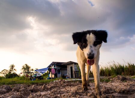 Dog in the countryside temporary house of construction workerの写真素材