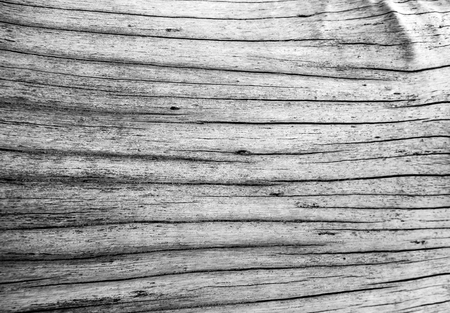 Detail of old stump surface, Texture of old stump wood surfaceの写真素材