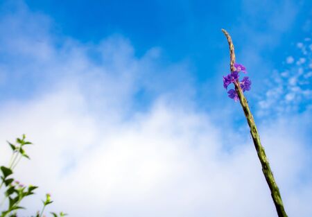 Small flower of Verbenaceae weed and blue sky background, ant eye viewの写真素材