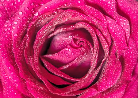Close up beautiful pink rose , Sweet color natural floral background, Vintage picture styleの写真素材