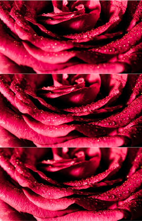 Close up beautiful red rose with water drops on petals, Vivid color natural floral background, selected focusの写真素材