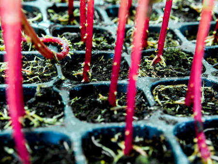 Red trunk of marigold seedling grow in plastic seedling trayの写真素材