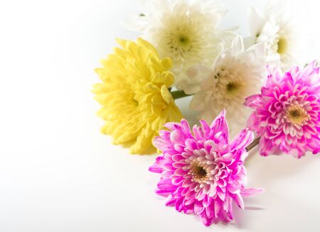 Chrysanthemum pink yellow and white in the flower bouquetの写真素材