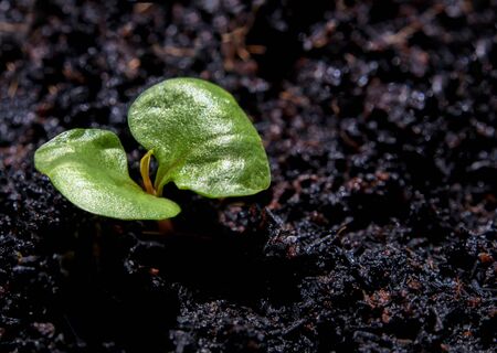 Freshness new life, leaves of young plant seeding in agriculture farmの写真素材