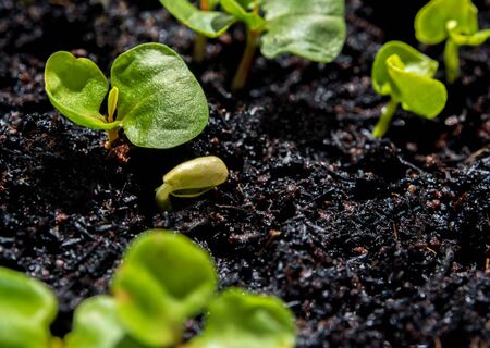 Freshness new life, leaves of young plant seeding in agriculture farmの写真素材