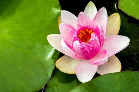 Pink and white petal and yellow pollen of water Lily