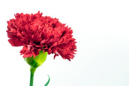 Realistic vivid red carnation  (Dianthus caryophyllus) blooming flower isolated on white backgroundの写真素材
