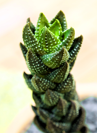 Succulent plant close-up, leaves texture of Haworthia Reinwardtiiの写真素材