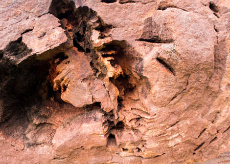 Texture of wood fossil of a large tree in complete conditionの写真素材