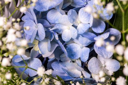 Blue fragile flowers and small white flower in the flower bouquetの写真素材