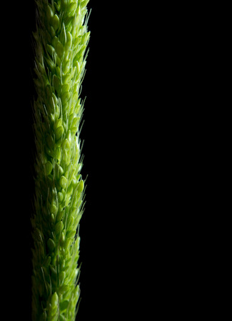 Detail of freshness the new bouquet Bamyard grass on black backgroudの写真素材
