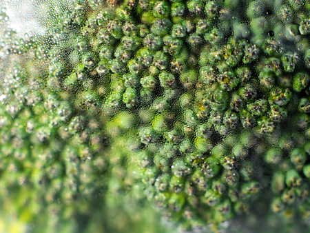 Fresh protected for Broccoli vegetable by plastic film wrap, vegetable texture on wooden board textureの写真素材