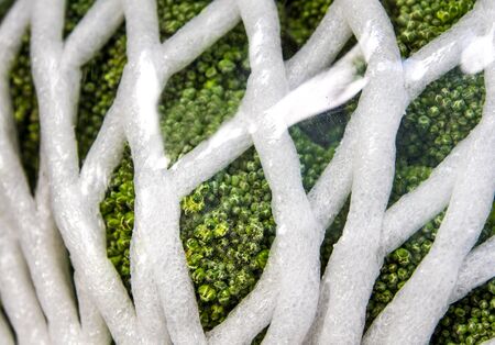 Fresh protected for Broccoli vegetable by plastic film wrap, vegetable texture on wooden board...
