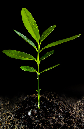 Freshness green leaves of Alexandrian laurel young plant sapling in black soilの写真素材