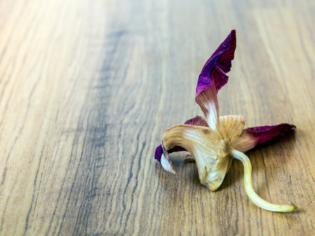 The withered orchid flower widely fall on the wooden floorの写真素材