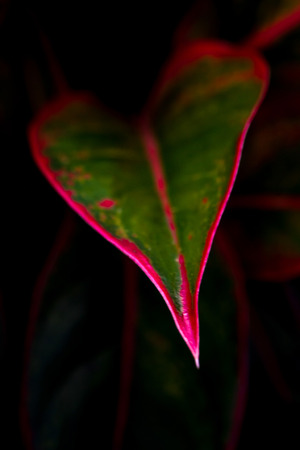 Close-up to detail vivid red and green color on leaf surface of Aglaonema 'Siam Aurola' beautiful tropical ornamental houseplantの写真素材