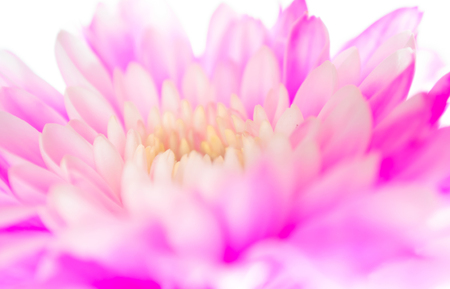 Pink chrysanthemum flower on white background, shallow depth of fieldの写真素材