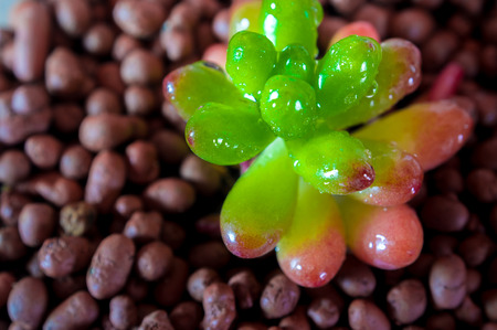 Succulent plant corsican stonecrop, freshness leaves of sedum rubrotinctumの写真素材