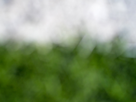 Trees and green leaves background in blur focusの写真素材