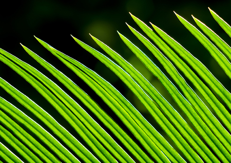 The fronds, pinnately compound leaves of Cycas revoluta Thunb plant
