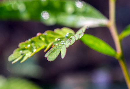 Dew drop on fresh simple type leaf and Pinnately compound type leaf on the same treeの写真素材