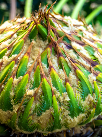 Female cone of Cycas siamensis Miq, The unisexual plantの写真素材
