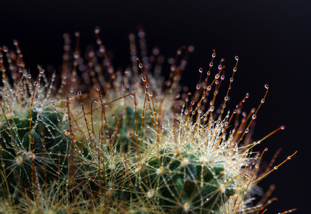 Clump of Thorn hook Mammillaria cactus species in black backgroundの写真素材