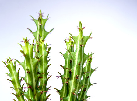 Succulent Euphorbia knuthii cactus on the white background, houseplant for room decoration