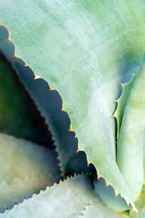 Agave succulent plant, close up white wax on freshness leaves with thorn of Agave leafの写真素材