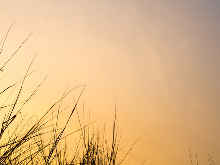 Dried blade of grass in the evening lightの写真素材